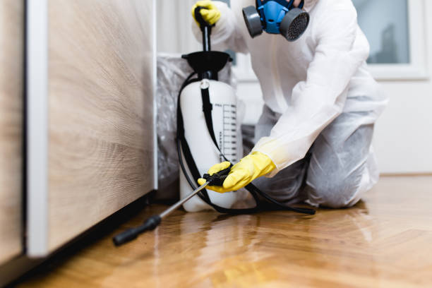 Best Wasp Removal Services  in Seco Mines, TX
