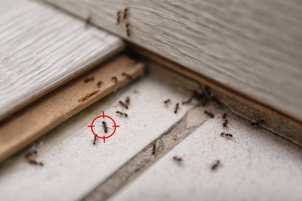 Best Best Pest Control Companies  in Seco Mines, TX