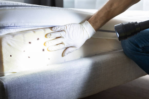 Best Pest Inspection Near Me  in Seco Mines, TX