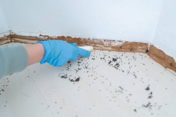 Best Rat Extermination Near Me  in Seco Mines, TX